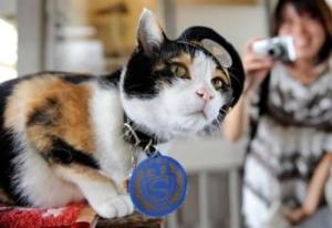 Tama the cat manages her train station.